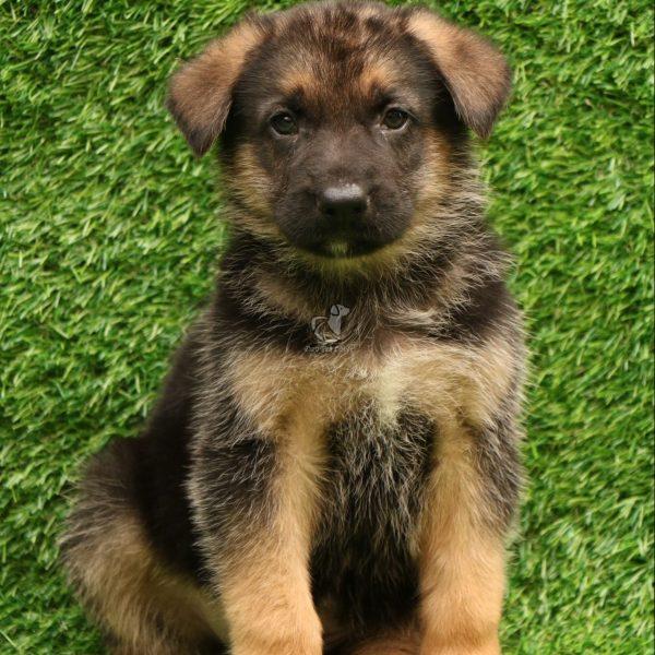 German Shepherd - Dav Pet Lovers