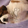 Saint Bernard