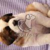 Saint Bernard