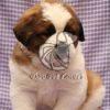 Saint Bernard Puppy For Sale- Dav Pet Lovers