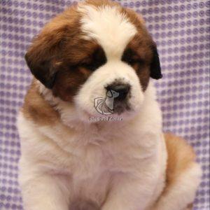 Saint Bernard Puppy For Sale- Dav Pet Lovers