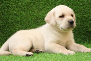 Labrador Retriever puppies for Sale - Dav Pet Lovers