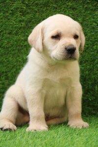 Labrador Retriever Puppy Sale in Delhi Ncr - Dav Pet Lovers - Dav Pet Lovers