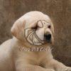 Labrador Retriever Puppy - Dav Pet Lovers