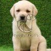 Labrador Retriever - Dav Pet Lovers