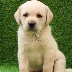 Labrador Retriever - Dav Pet Lovers