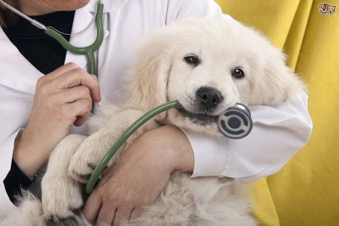 Treatment Facilities for Pets - Dav Pet Lovers