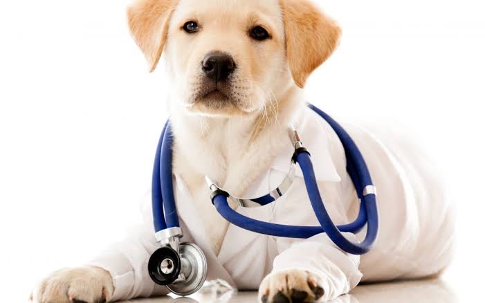 Treatment Facilities for Pets - Dav Pet Lovers