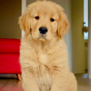 Golden Retriever