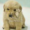 Golden Retriver - Dav Pet Lovers