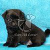 Pug Puppy at Best Price in Delhi - Dav Pet Lovers