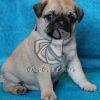 Best Pug Puppy in Delhi Ncr - Dav Pet Lovers