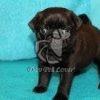 Pug Puppy near Me - Dav Pet Lovers