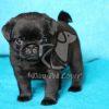 Pug Puppy for Sale in Delhi Ncr - Dav Pet Lovers