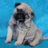 Pug Puppy on Sale - Dav Pet Lovers