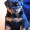 Rottweiler Puppy - Dav Pet Lovers