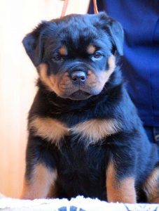 Rottweiler Puppy - Dav Pet Lovers