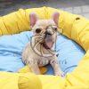 French Bull Dog Puppy Sale in Delhi Ncr - Dav Pet Lovers