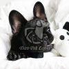 French Bulldog puppies for Sale