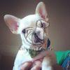 French Bull Dog Puppy for Sale in Delhi Ncr - Dav Pet Lovers