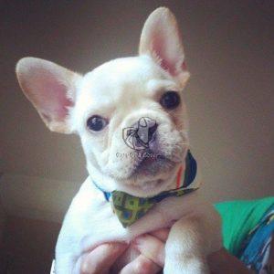 French Bull Dog Puppy for Sale in Delhi Ncr - Dav Pet Lovers