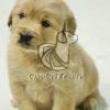 Golden Retriver Puppies Shop in Delhi - Dav Pet Lovers