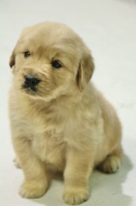 Golden Retriver Puppies Shop in Delhi - Dav Pet Lovers