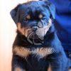 Rottweiler Puppies - Dav Pet Lovers