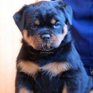 Rottweiler Puppies - Dav Pet Lovers