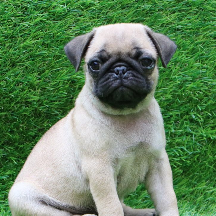 Pug Puppy in Delhi Ncr - Dev Pet Lovers