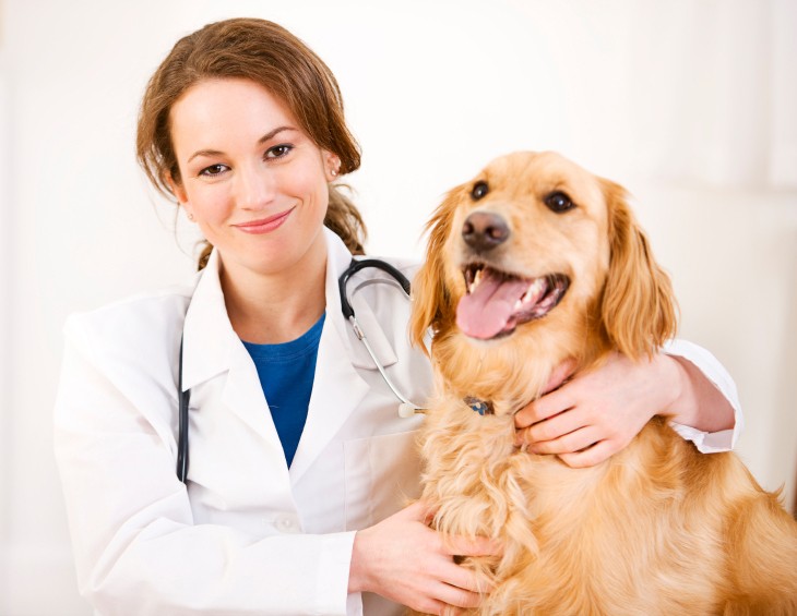 Treatment Facilities for Pets - Dav Pet Lovers