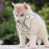 Brown Siberian Husky Puppy, Dav Pet Lovers, brown siberian husky puppy for sale, brown siberian husky puppies