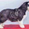 Black Brown Siberian Husky Puppy - Dav Pet Lovers