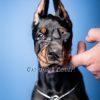 Dobermann - Dav Pet Lovers