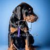 Dobermann Puppy for Sale in Delhi Ncr - Dav Pet Lovers