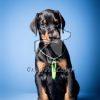 Dobermann Puppy Sale in Delhi Ncr, dobermann puppies, dobermann puppy, Davpetlovers