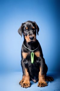 Dobermann Puppy Sale in Delhi Ncr, dobermann puppies, dobermann puppy, Davpetlovers