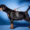 Dobermann Puppy Sale in Delhi - Dav Pet Lovers