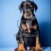 Doberman Puppies for Sale