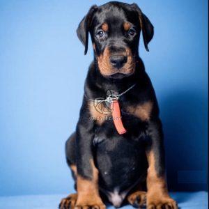 Doberman Puppies for Sale