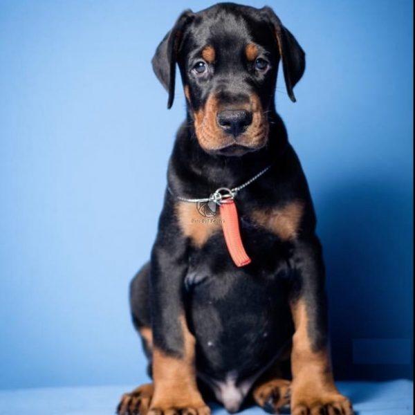 Doberman Puppies for Sale