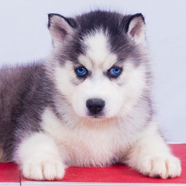 Best Siberian Husky Puppy for Sale in Delhi Ncr - Dav Pet Lovers