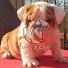 English Bulldog - Dav Pet Lovers