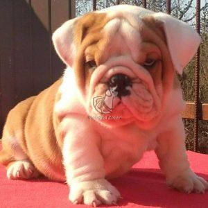 English Bulldog - Dav Pet Lovers