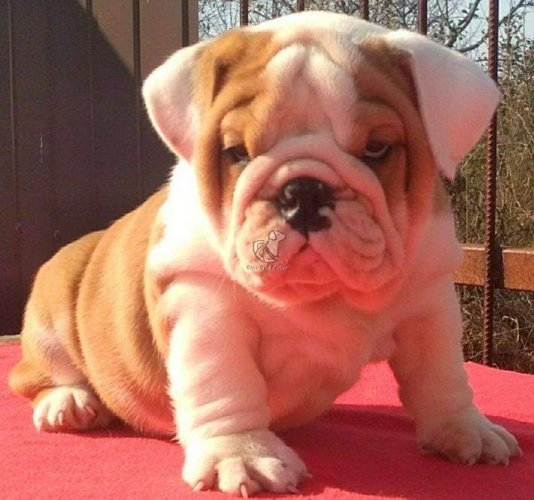 English Bulldog - Dav Pet Lovers