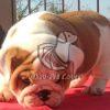 English Bulldog Puppy - Dav Pet Lovers