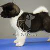 Akita Puppy on Sale in Delhi Ncr - Dav Pet Lovers