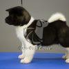 Akita Puppy on Sale - Dav Pet Lovers