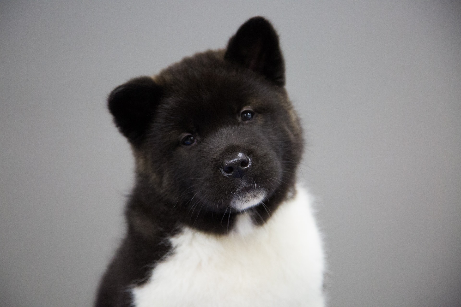 Akita Puppy for Sale