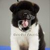 Akita Puppy for Sale - Dav Pet Lovers